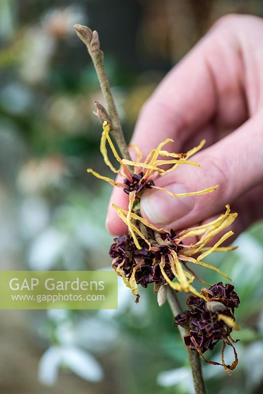 Un bouquet d'hiver parfumé étape par étape en janvier: Une tige d'araignée, de fleurs d'hamamélis parfumées - Hamamelis x intermedia, est préparée.