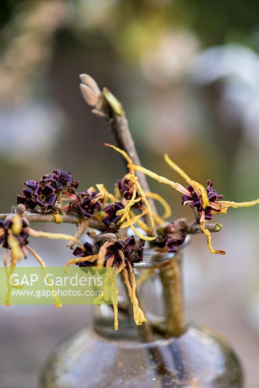 Hamamelis x intermedia, l'hamamélis, un arbuste à fleurs d'hiver qui porte des masses de fleurs dorées et araignées. Une bonne fleur coupée à ajouter à un bouquet d'hiver.