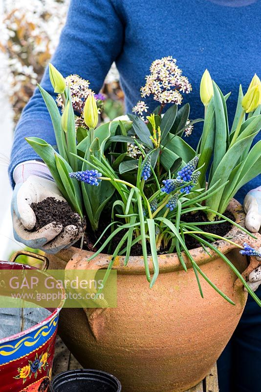 Étape par étape, planter un pot de printemps pour Pâques. Remplissez le sol dans le pot et assurez-vous que le sol est bien raffermi.