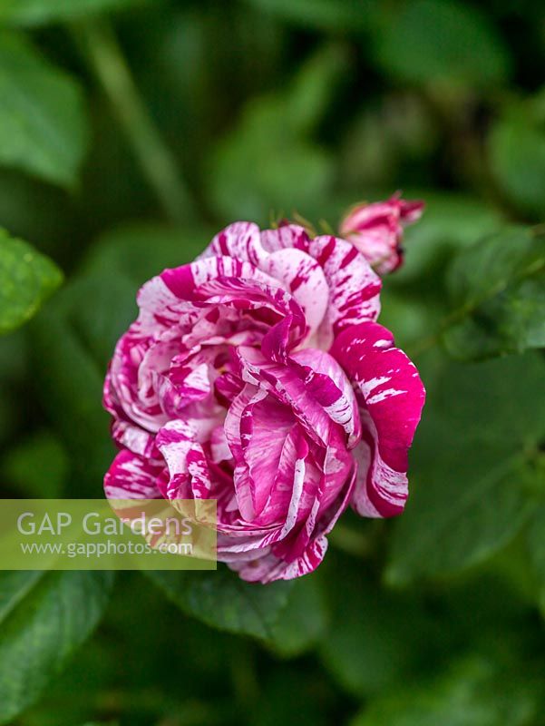 Rosa 'Ferdinand Pichard', une rose hybride perpétuelle avec des fleurs rose pâle, doubles, parfumées, avec des rayures roses et rouges
