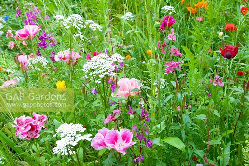Mélange de graines de fleurs sauvages Cottage Garden avec Godetia 'Dwarf Mixed' Iberis Papaver et Calendula
