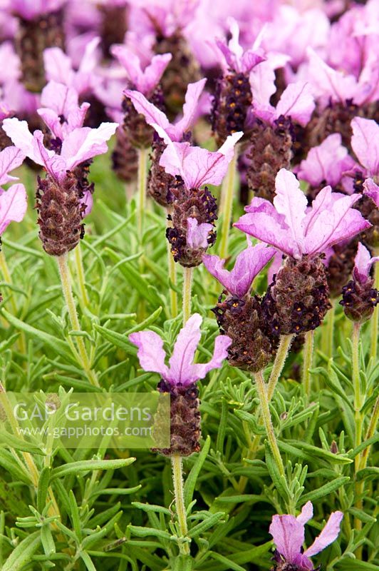 Lavandula stoechas 'Antibes' - Série provençale