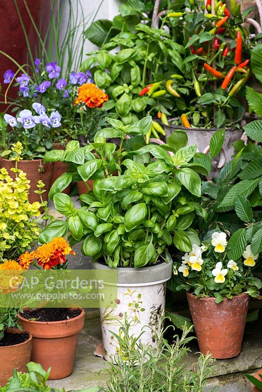 Collection d'herbes culinaires, cultivées en pots sur des marches dans une petite cour. Herbes: basilic au centre, avec des pots de soucis français et des altos comestibles et des piments.