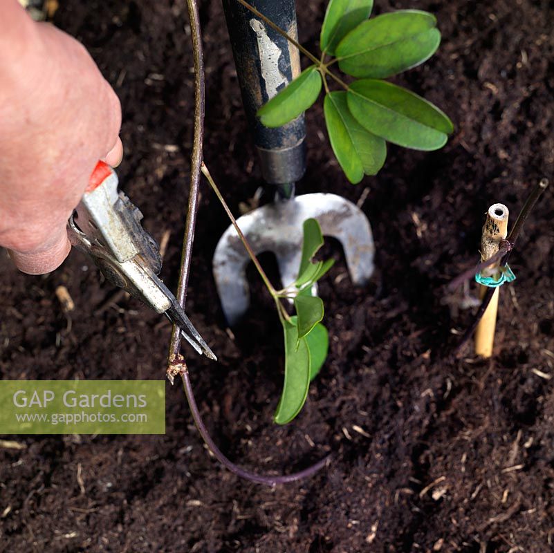 Superposition simple. Une fois la pousse enracinée, couper la tige la plus proche de la plante mère. À l'aide d'une truelle, soulevez la couche et coupez la tige d'origine aux nouvelles racines. S'il est bien établi, mettez la nouvelle plante en position permanente: sinon, plantez en pot jusqu'à maturité.