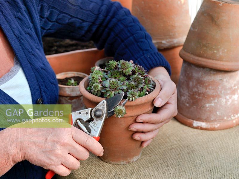 Prenant des boutures de touffes formant des succulentes en pot. Coupez simplement un décalage loin de la plante mère et du pot, créant ainsi une nouvelle plante 'instantanée'.