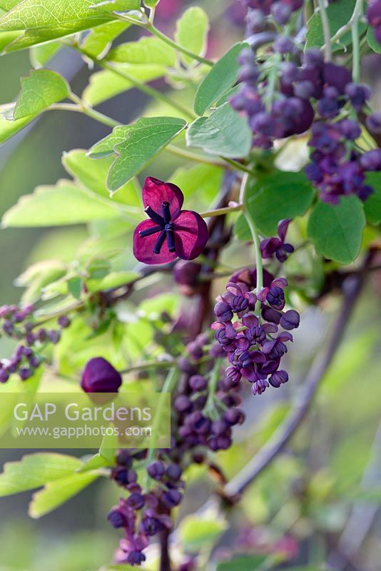 Akebia quinata, mai, Lisse, Pays-Bas