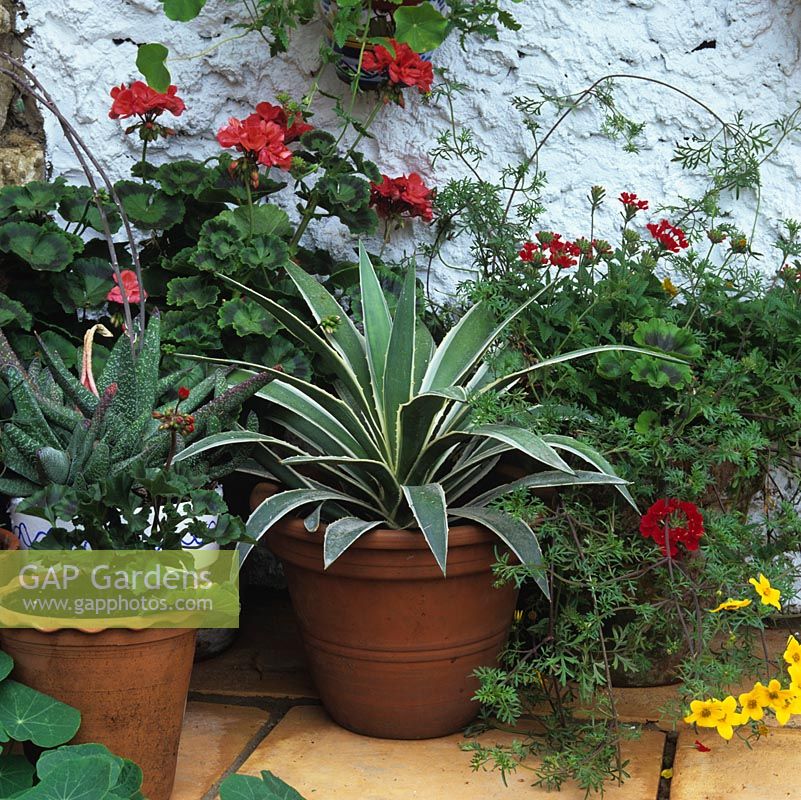 L'agave et le géranium poussent dans des pots en terre cuite contre un mur blanchi à la chaux.