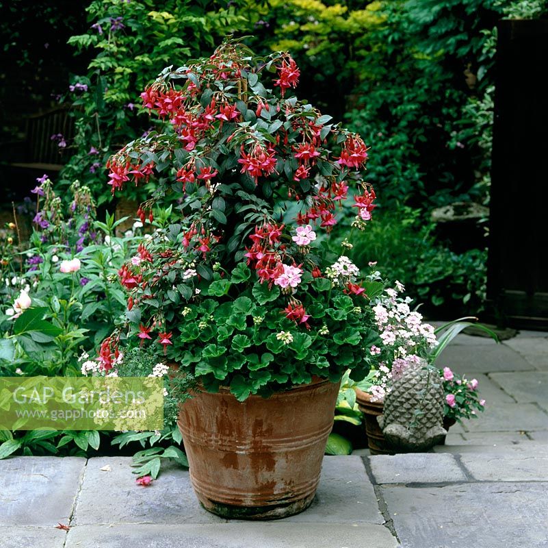 Pot d'été en terre cuite de la moitié 'Fuchsia' Display 'standard, verveine traînante et Pelargonium Geosta.