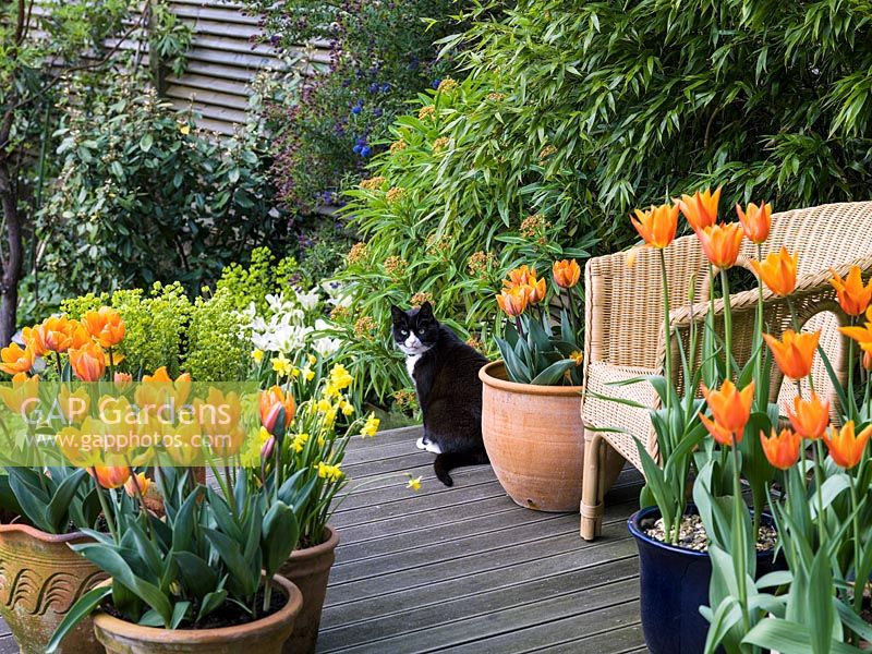 Sur les terrasses en bois au printemps, des pots de Tulipa orange 'Prinses Irene' - Tulipa gauche et droite 'Ballerina' avec hosta et euphorbe. Bordé de bambou. Chat noir et blanc.
