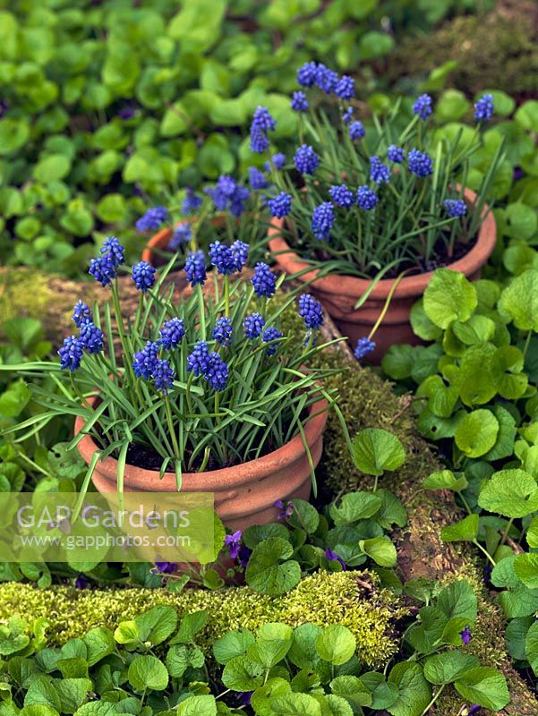 Pots de Muscari armeniacum 'Early Giant', un petit bulbe qui fleurit en hiver avec de grandes fleurs bleu cobalt profond. Situé au milieu des altos sauvages.