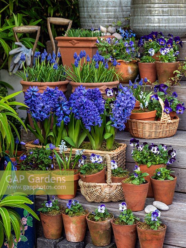 Une collection de bulbes bleus comprenant Hyacinthus 'Delft Blue', Muscari armeniacum 'Early Giant', Chinadoxa forbesii et Violas. Affiché sur des marches de jardin en bois.