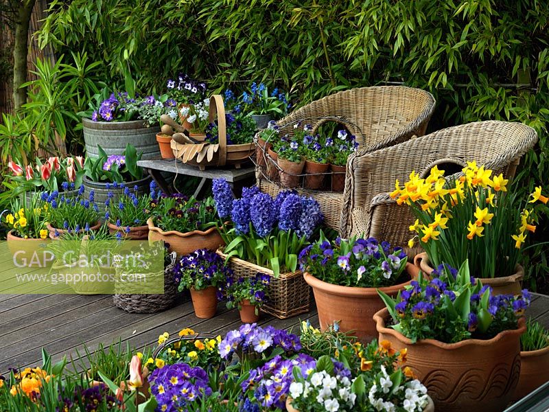 Un jardin potager abondant avec Narcisse, Hyacinthus, Alto, Muscari, Primula et Tulipes.