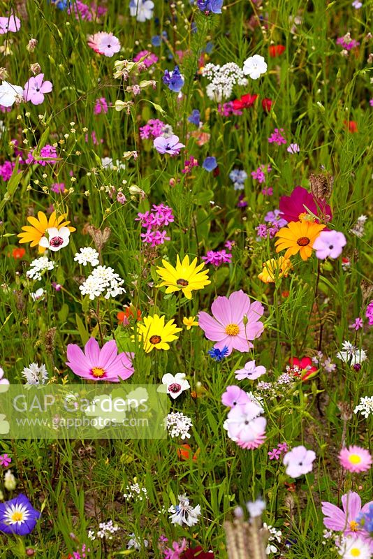 'Flower Power 'mélange de prairie annuel pour aider les pollinisateurs tels que les abeilles, les syrphes et les papillons. Lin bleu, Catchfly, Gloire du matin nain, Alyssum doux, Fleur de paille, Gypsophile, Lin rouge, Phacélie, Dimorphotheca sinuata et Cosmos