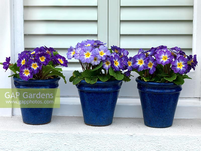 Un affichage de rebord de fenêtre de printemps de primevères dans des pots bleus vitrés.