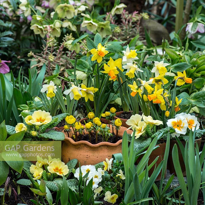 Un étalage printanier avec Narcisse 'Jetfire' et 'Topolino', Primula vulgaris et Eranthis hyemalis dans des pots en terre cuite.