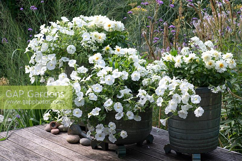 Pots émaillés à thème blanc plantés de verveine traînante blanche, Dahlietta 'Select Blanca' et pétunias de surfinia blancs