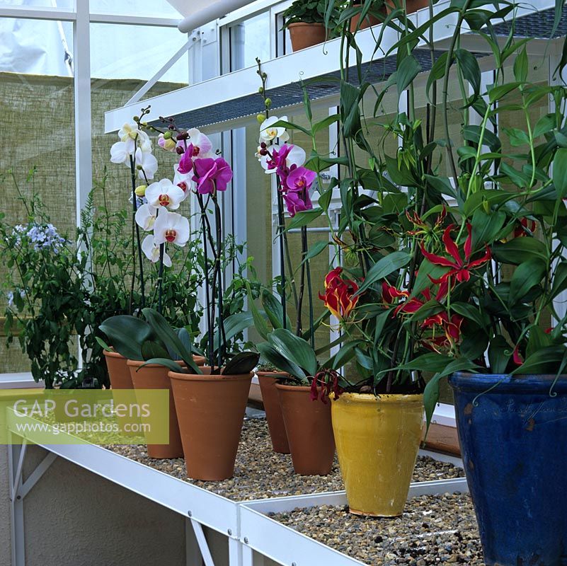 Les orchidées exotiques et le plumbago prospèrent dans une serre chauffée.