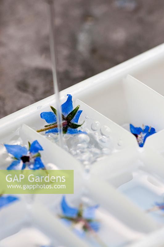 Verser de l'eau dans le bac à glaçons contenant une fleur de bourrache dans chaque segment.