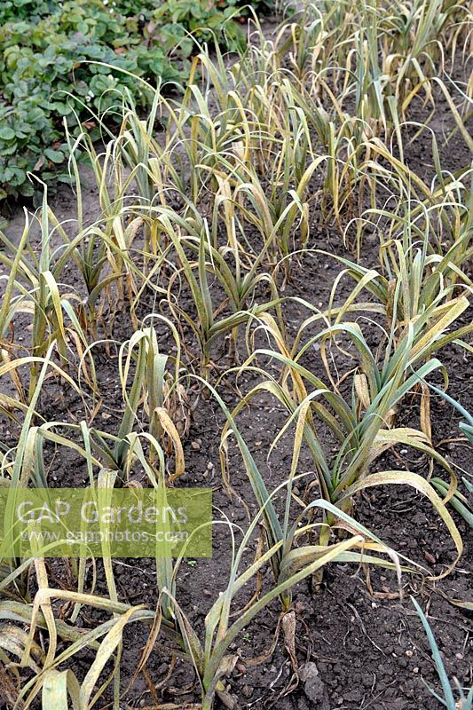 Puccinia allii - Rouille sur les feuilles d'ail