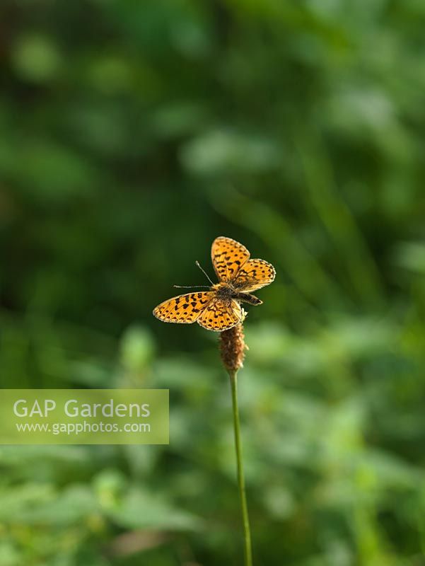 Papillon fritillaire bordé de perles - Boloria euphrosyne est rare, confiné dans les clairières boisées ou certaines prairies abritées. Repose sur le plantain.