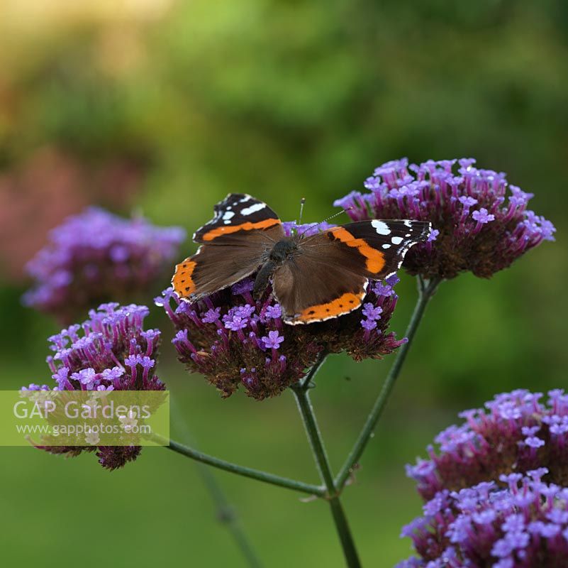 Papillon amiral rouge - Vanessa atalanta est l'une des visiteurs de jardin les plus courantes du Royaume-Uni, à la recherche de nectar sur une large gamme de fleurs, comme la Verbena bonariensis.