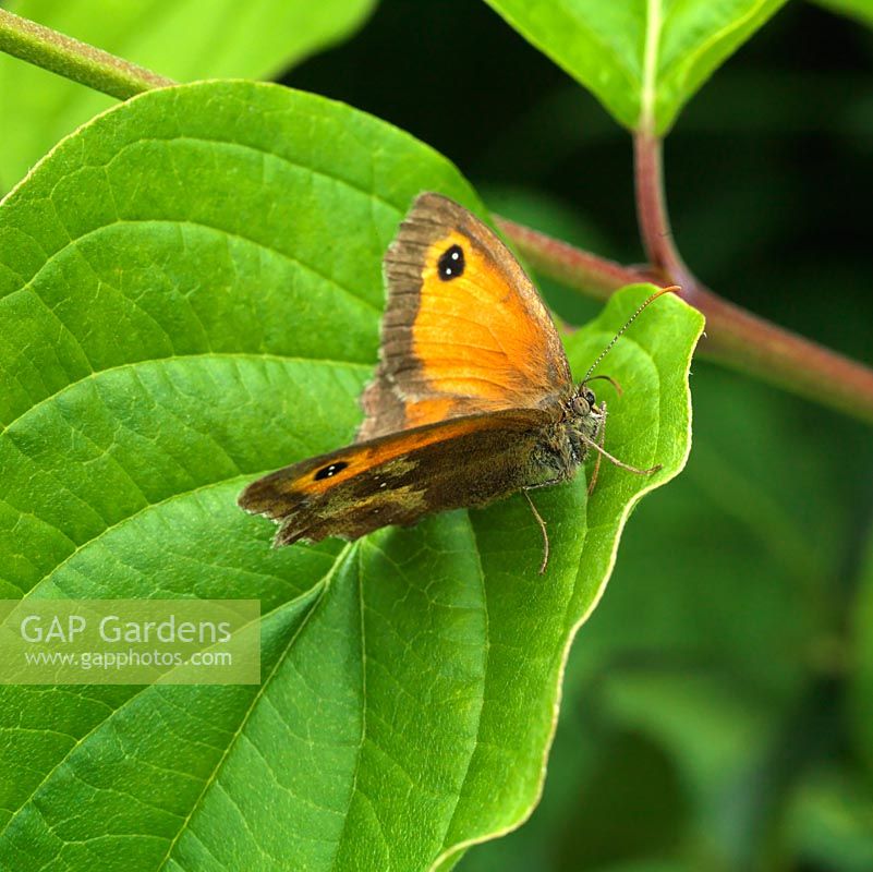 Pyronia tithonus - Papillon Gatekeeper repose sur une feuille.