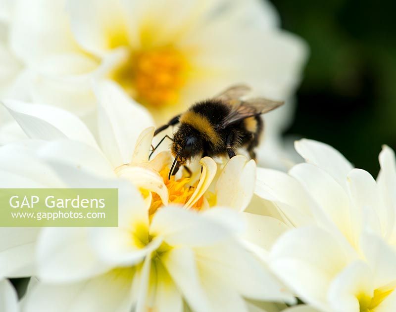 Bumble bee se régalant de nectar sur blanc Dahlietta 'Select Blanca '.