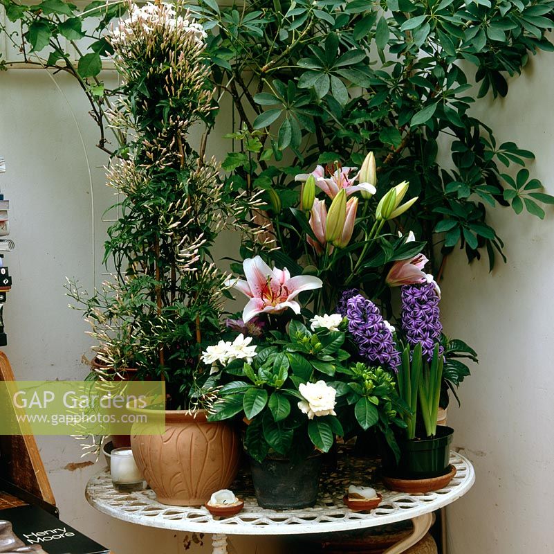 Table de véranda avec pots de lys parfumés, gardénia, jasmin et jacinthe