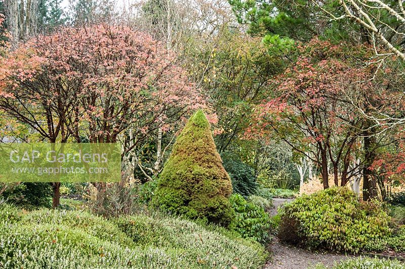Acer griseums avec un feuillage devenant rouge dans le jardin d'hiver à RHS Rosemoor.