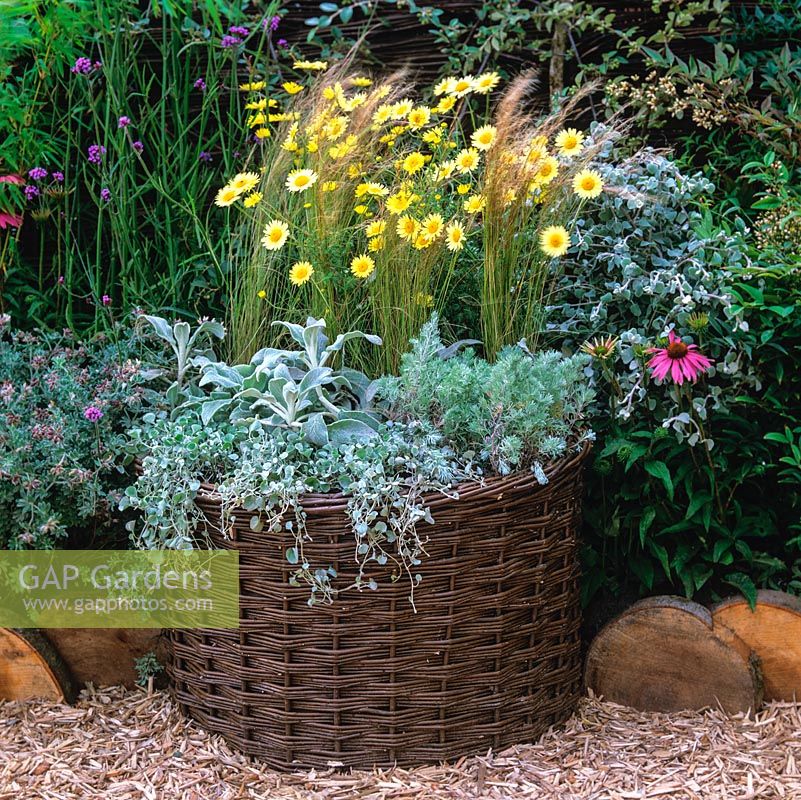 Jardinière en osier tissé d'armoise aromatique argentée et de stachys avec anthemis jaune. De tels produits naturels créent des habitats pour les insectes et les oiseaux.