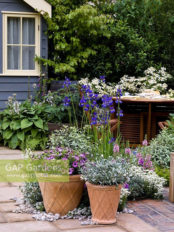 Pots d'été colorés de gazania, Convolvulus cneorum argenté et diascia sur une terrasse calme en face de la maison d'été.