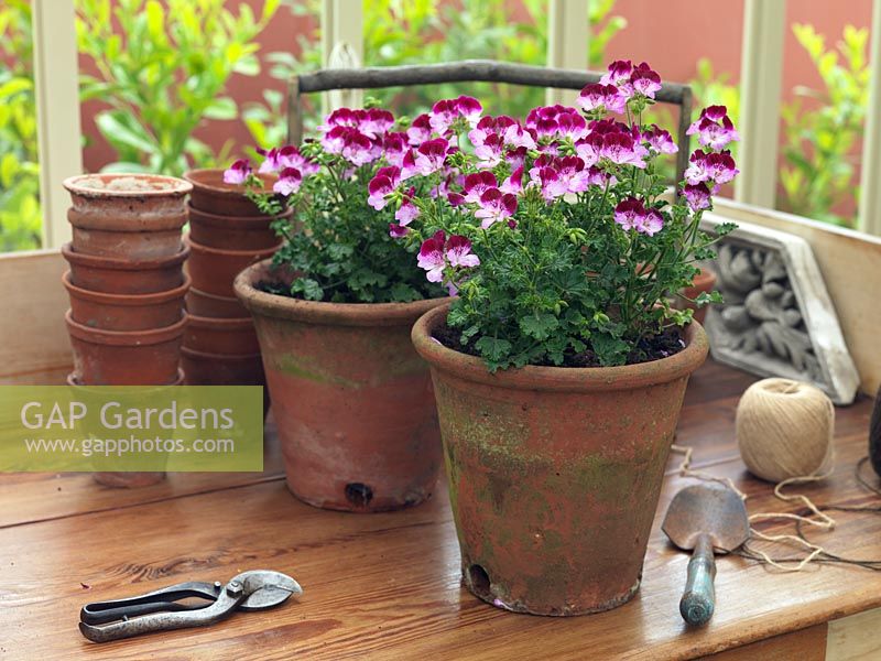 Les pots en terre cuite de pélargonium, aux feuilles aromatiques, prospèrent dans une serre, sur table avec de petits pots, sécateurs, truelle et ficelle.