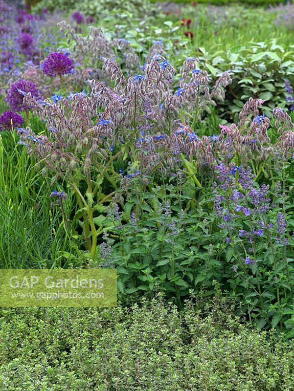 Herbes plantées dans un parterre de fleurs informel, y compris la bourrache, la sauge et le thym.