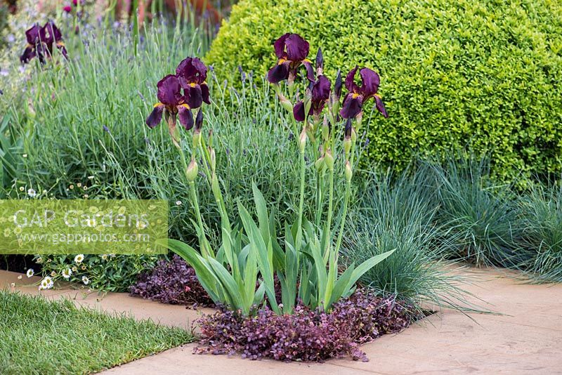 Iris 'Red Orchid', un iris barbu majestueux.