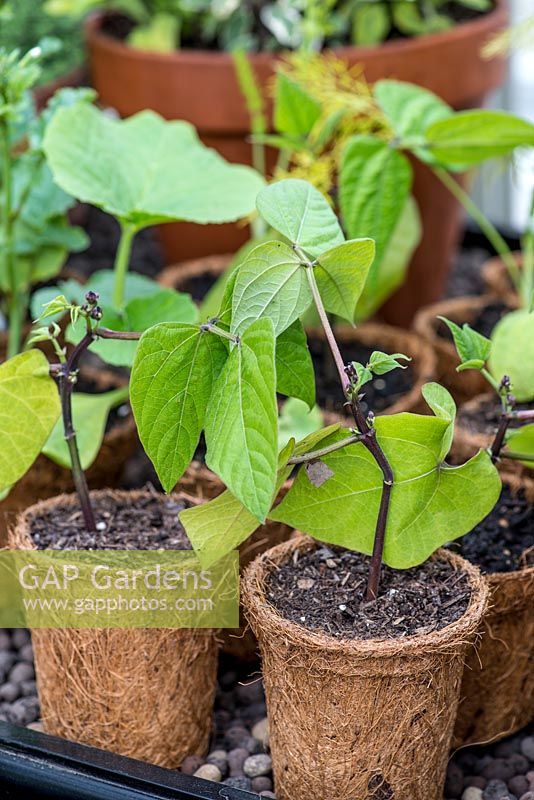 Jeunes plants de haricots verts poussant dans des pots biodégradables.