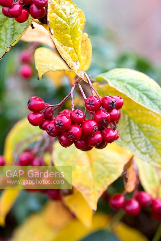 Cotoneaster lacteus. Cotonéaster tardif aux fruits rouges en automne - novembre - Oxfordshire