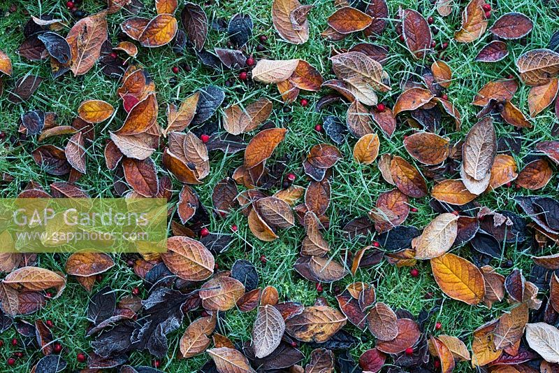 Cotoneaster lacteus - Tombées tardives Feuilles de Cotoneaster en automne sur une pelouse de jardin givré - Novembre - Oxfordshire