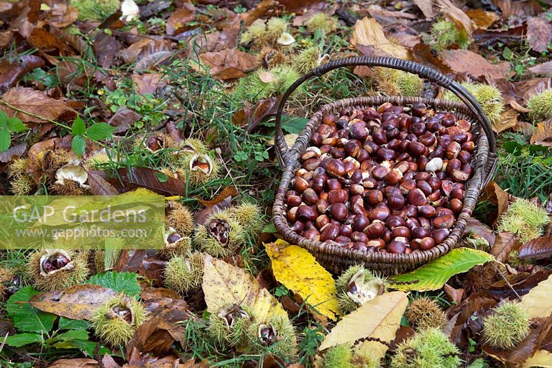 Castanea sativa - Châtaignes sucrées dans un panier en osier - Octobre - Oxfordshire