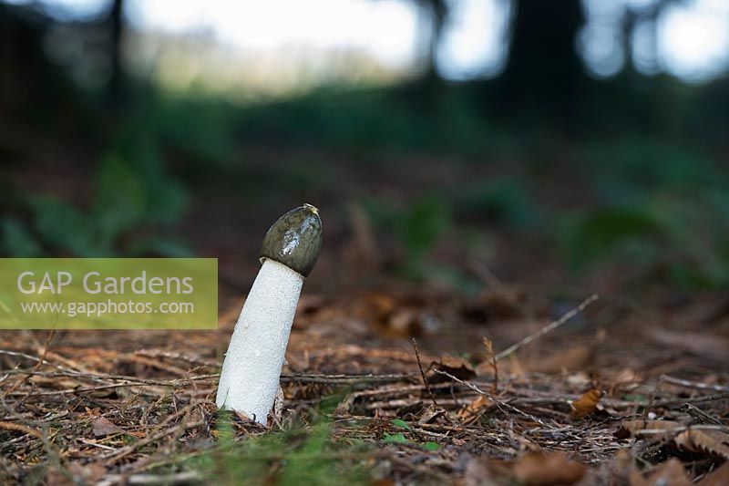Phallus impudicus - Stinkhorn Mushrooom dans une forêt anglaise - novembre - Oxfordshire