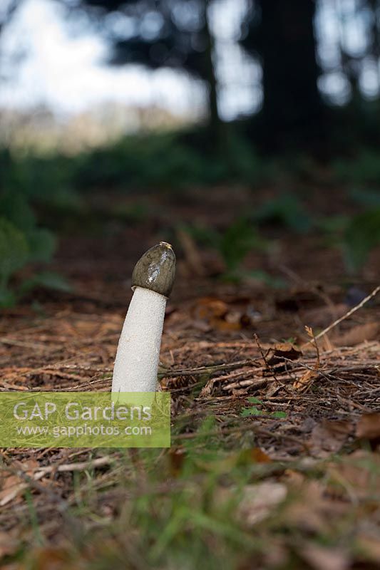 Phallus impudicus - Stinkhorn Mushrooom dans une forêt anglaise - novembre - Oxfordshire