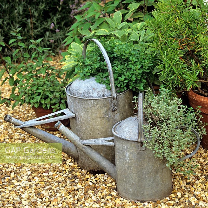 Les vieux arrosoirs galvanisés sont mis en service comme pots pour le thym et l'origan dans un coin d'herbes.