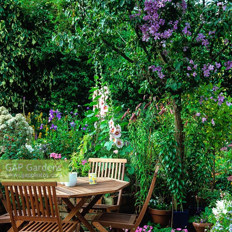 Petit patio avec roses trémières, osmanthus et platycodon. Pomme sauvage avec Clématite 'Prince Charles' poussant à travers elle, au-dessus de la table et des chaises où elle projette une ombre tachetée.
