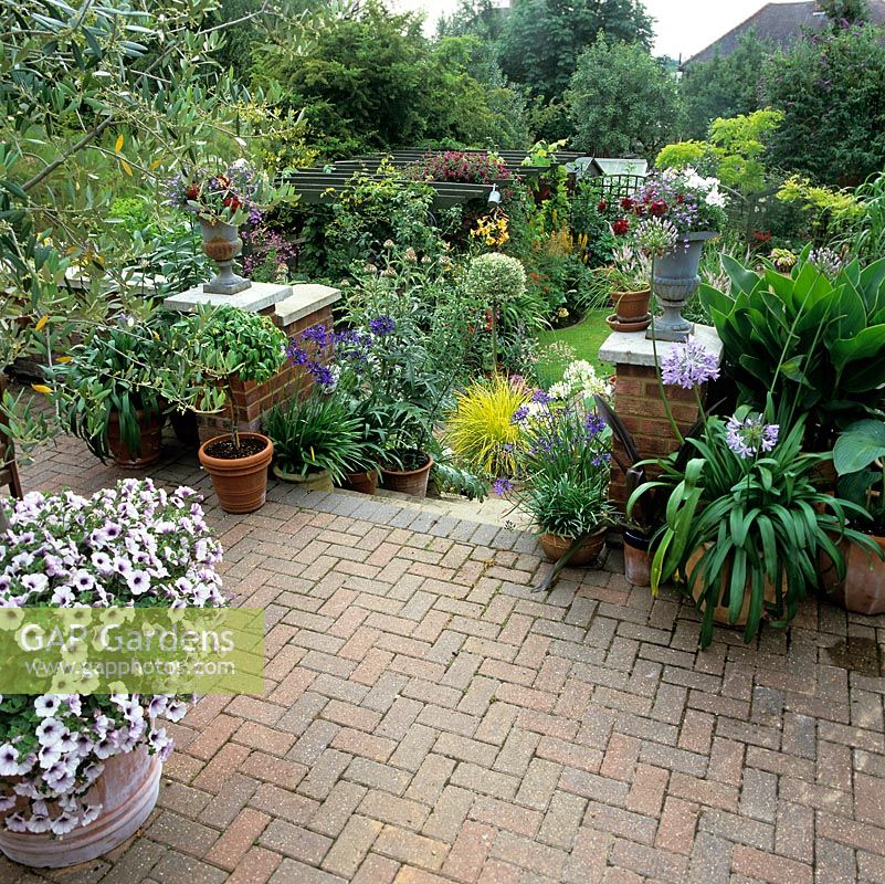 Terrasse pavée moderne avec olivier en pot bordé de pétunia. Des pots d'agapanthe flanquent des marches menant à l'arrière du jardin avec une touffe de carex doré et un cardon.