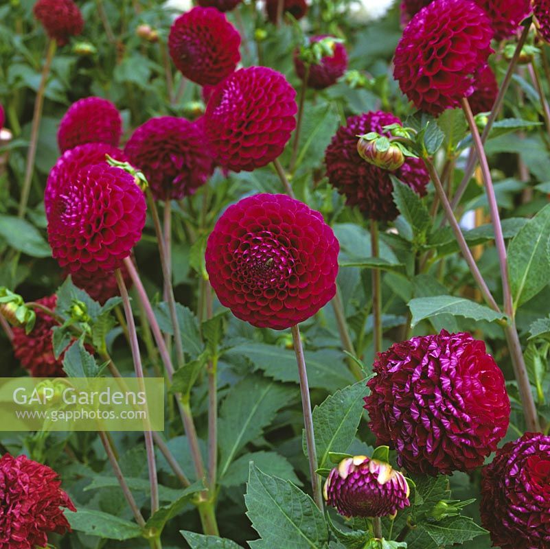 Le dahlia 'Rocco', à pompon fleuri, porte de petites fleurs rose foncé arrondies de la fin de l'été à l'automne. septembre