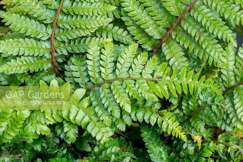 Polystichum setiferum Divisilobum Group, fougère à bouclier mou, une fougère indigène à feuilles persistantes qui se développe à l'ombre.