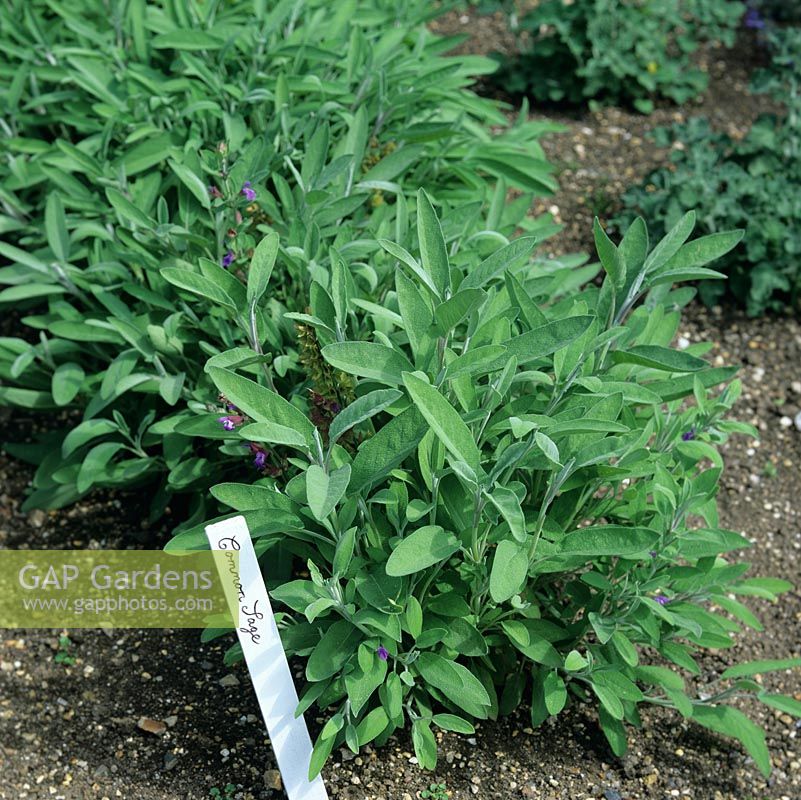 Salvia officinalis - Sauge, vivace à feuilles persistantes avec des feuilles laineuses aromatiques gris-vert.