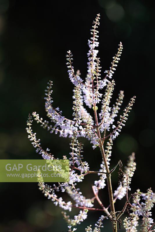 Tetradenia riparia 'Elize' - Bush de Misty Plume, Ginger Bush, Le Cap, Afrique du Sud