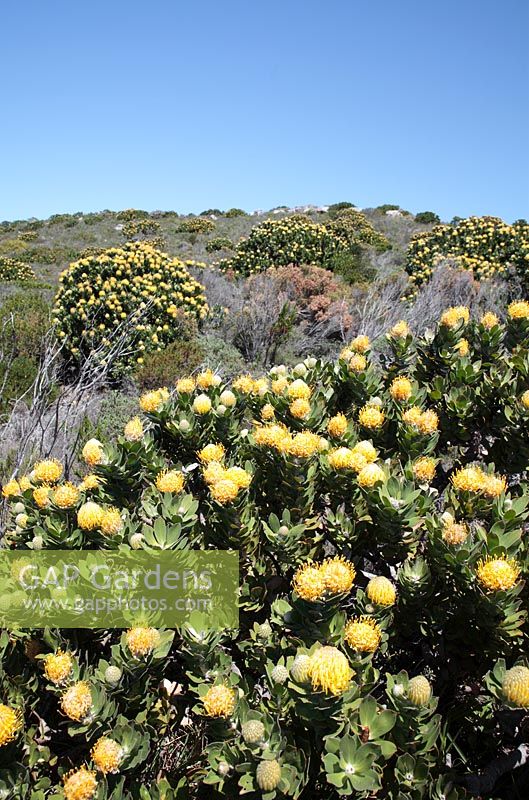 Leucospermum conocarpodendron - Coussin vert, coussinet arbre glabre, coussin jaune, Cape Point, Cape Town, Afrique du Sud