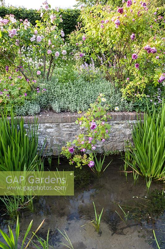 Des roses à l'ancienne pendent au-dessus de la rivière Bride alors qu'elle longe l'extrémité inférieure du jardin, plantée de géraniums robustes et de menthe verte. Jardins clos de Littlebredy, Dorset
