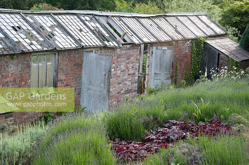 Parterres de lavande, de têtes de graines d'allium et de heuchera rouge foncé à côté de serres victoriennes en cours de restauration. Jardins clos de Littlebredy, Littlebredy, Dorset